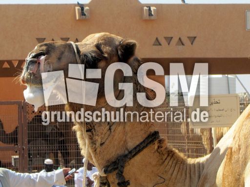 113 Kamel mit Schaum.JPG